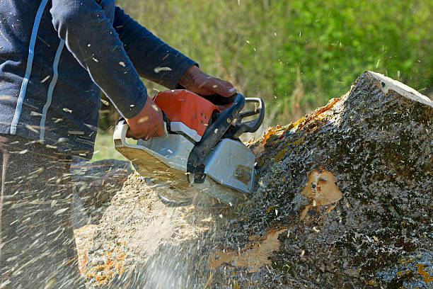 Tree Root Removal in Byng, OK